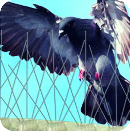 Bird Control Services in Ahmedabad