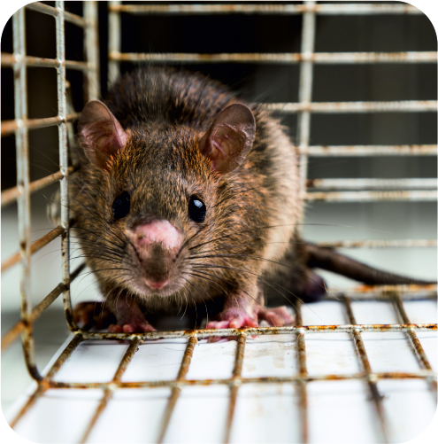 Rat Control Treatment in Ahmedabad
