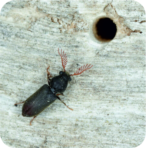 Wood Borer Treatment in Ahmedabad